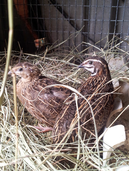 African Harlequin Quail – Stellar Game Birds, Poultry Waterfowl LLC