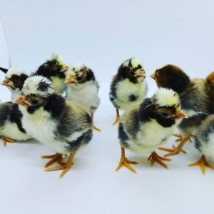 Live Chicks, Pullets, and Hatching Eggs