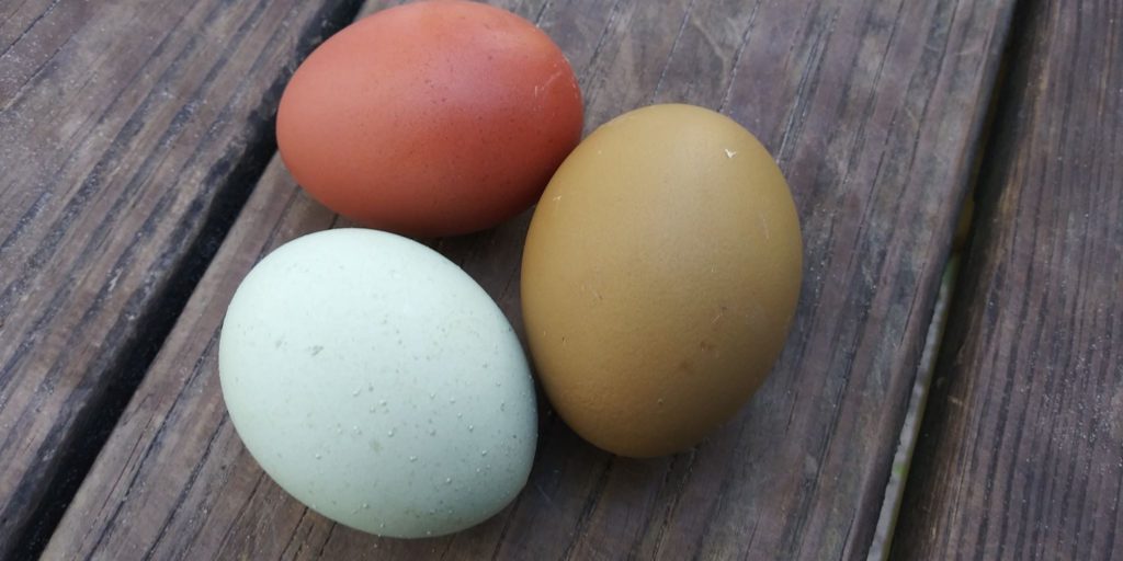 These eggs. Супер ник какого цвета яйцо. Какого цвета яйцо создание лошади. Things that Hatch from Egg English.