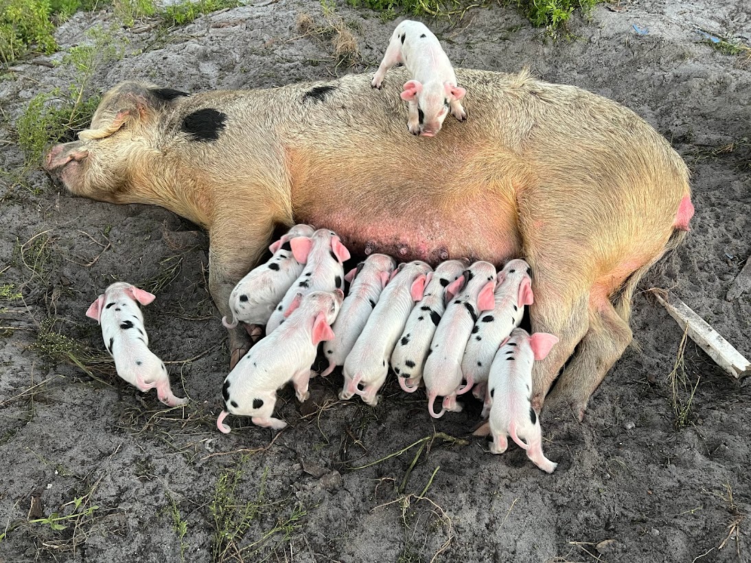 Gloucestershire Old Spot Pigs