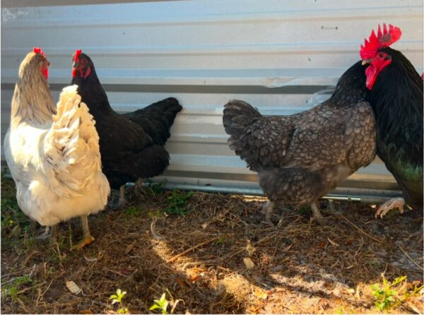 The Pioneer Poultry Collection - Image 4