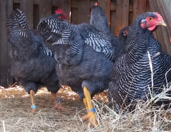 The Pioneer Poultry Collection - Image 3