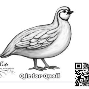Q is for Quail – Free Printable Coloring Page