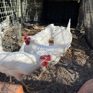 White Leghorns