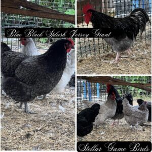 Blue, Black, Splash Jersey Giants