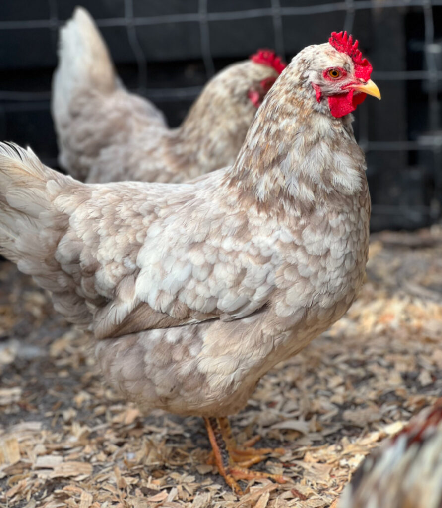 Light cream and gray mottled Swedish Flower Hen standing on wood shavings inside a farm enclosure, with another hen softly blurred in the background and a wire fence behind them.