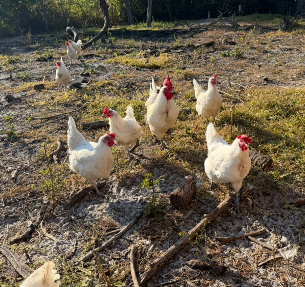 Small flock of white American Bresse chickens free-ranging outdoors on pasture, walking across a sunlit farm area with trees, brush, and natural ground cover in the background.