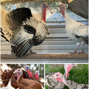 Turkey Poult Collection