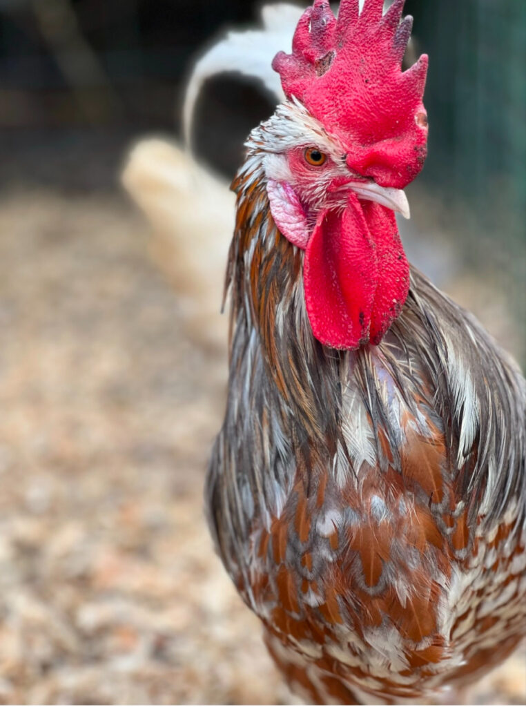 Close-up portrait of a colorful Swedish Flower Hen rooster with a bright red comb and wattles, mottled gray, white, and rust-colored feathers, standing outdoors on a farm with a softly blurred coop background.