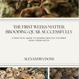 The First Weeks Matter: Brooding Quail Successfully| A Practical Guide to Raising Healthy Coturnix Quail from Hatch