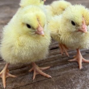 Chicks and Pullets