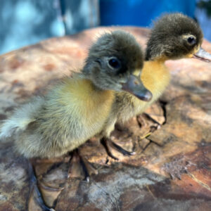 Ducklings
