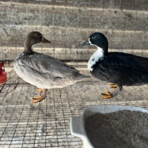 Assorted Call Ducklings (Straight Run) – Day Old