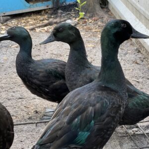 Black East Indie Ducklings